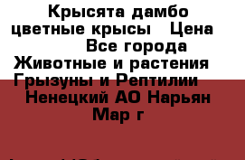 Крысята дамбо цветные крысы › Цена ­ 250 - Все города Животные и растения » Грызуны и Рептилии   . Ненецкий АО,Нарьян-Мар г.